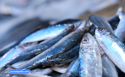 انواع السمك التركي في الكويت