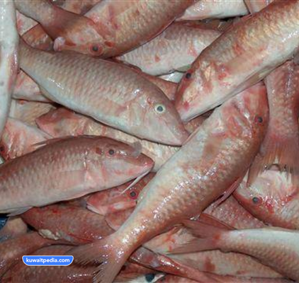اشهر انواع السمك في الكويت