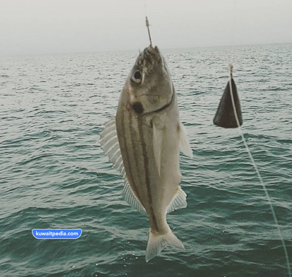 اشهر انواع السمك في الكويت