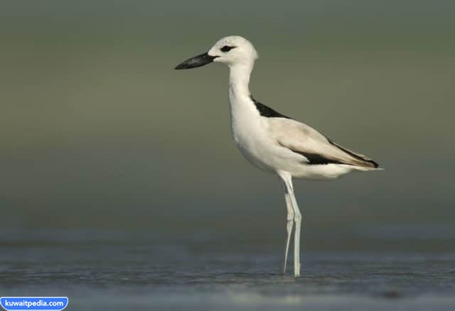 طائر الحنكور