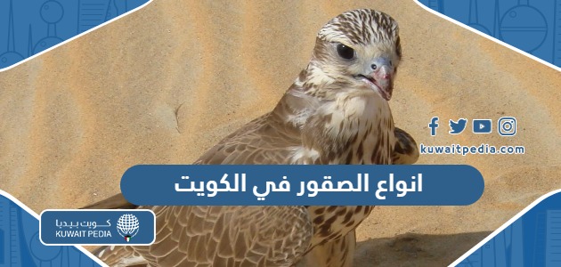 انواع الصقور في الكويت بالصور